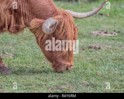 Highland cow on polish pré. Highland cattle (gaélique écossais : Bò Ghàidhealach ; Scots : Heilan coo) sont une Scottishcattle race. Banque D'Images