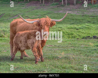 Highland cow on polish pré. Highland cattle (gaélique écossais : Bò Ghàidhealach ; Scots : Heilan coo) sont une Scottishcattle race. Banque D'Images