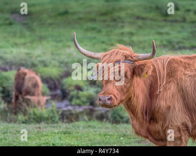 Highland cow on polish pré. Highland cattle (gaélique écossais : Bò Ghàidhealach ; Scots : Heilan coo) sont une Scottishcattle race. Banque D'Images