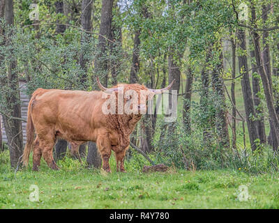 Highland cow on polish pré. Highland cattle (gaélique écossais : Bò Ghàidhealach ; Scots : Heilan coo) sont une Scottishcattle race. Banque D'Images