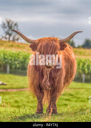 Highland cow on polish pré. Highland cattle (gaélique écossais : Bò Ghàidhealach ; Scots : Heilan coo) sont une Scottishcattle race. Banque D'Images