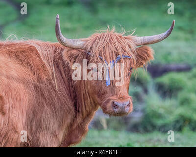 Highland cow on polish pré. Highland cattle (gaélique écossais : Bò Ghàidhealach ; Scots : Heilan coo) sont une Scottishcattle race. Banque D'Images