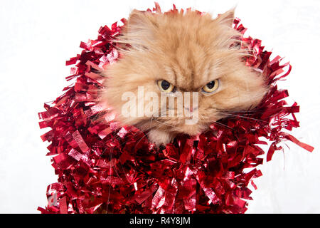 Head shot of ginger chat persan avec guirlandes rouge Banque D'Images