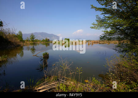 Sebino Peat-Bog réserve naturelle, dans le sud du lac d'Iseo, province de Brescia, Italie Banque D'Images