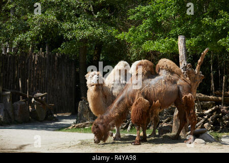 Les chameaux de Bactriane dans un zoo, Italie Banque D'Images