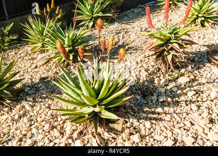 D'Aloe ferox sur fond de gravier à Windhoek Namibie Afrique du Sud Banque D'Images