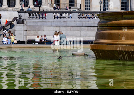 Un canard colvert et Drake à nager dans les fontaines de Trafalgar Square en face de la National Gallery de Londres, Royaume-Uni Banque D'Images