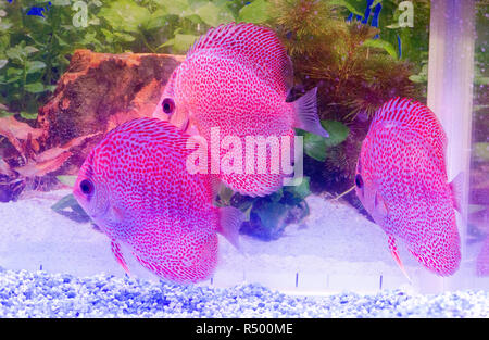 Un aquarium plein de poissons discus colorés Banque D'Images