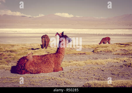 Troupeau de lamas dans la Laguna Colorada, sud Lipez, Bolivie Altiplano reserva Banque D'Images