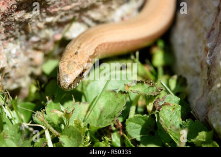 Blindworm (Anguis fragilis) sur une pierre dans le jardin ensoleillé Banque D'Images