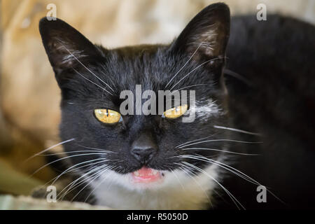 Chat noir et blanc couché Banque D'Images