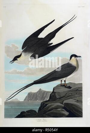 Deux oiseaux. Illustration couleur d'Audubon ; Jager de l'Arctique. Les oiseaux d'Amérique, à partir de dessins originaux. Londres, 1827-38. Source : N.L.TAB.2.(3) plaque 267. Banque D'Images