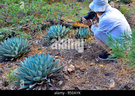 Photographie de photographe en prenant de plus en plus sauvage plante succulente Agave parryi dans Mingus mountains, Arizona, USA Banque D'Images