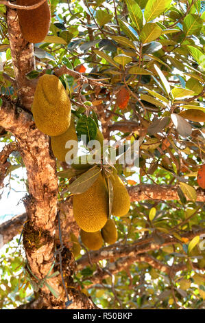 Jaque ou Jack Tree (Artocarpus heterophyllus) avec récolte des fruits growing on tree, Laos, Lao, en Asie du sud-est Banque D'Images