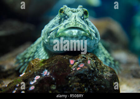 Vue sur la tête des poissons sans écailles Cabezon froglike reposant sur le roc avec des anémones côte de l'océan Pacifique de l'Amérique du Nord dans une forêt d'algues Banque D'Images