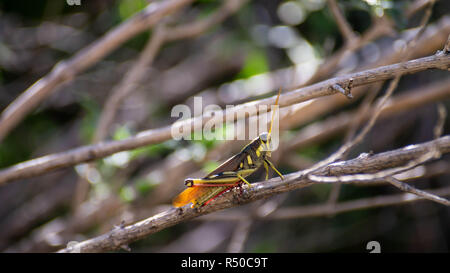 Cheval Sonora Lubber Grasshopper Banque D'Images