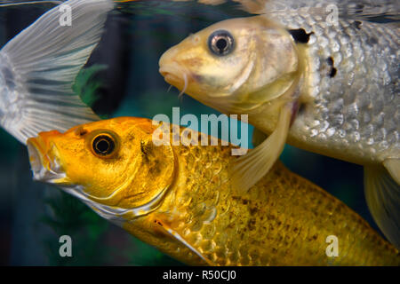 L'or et l'argent carpe koï poisson dans l'Aquarium Ripley's à Toronto Banque D'Images