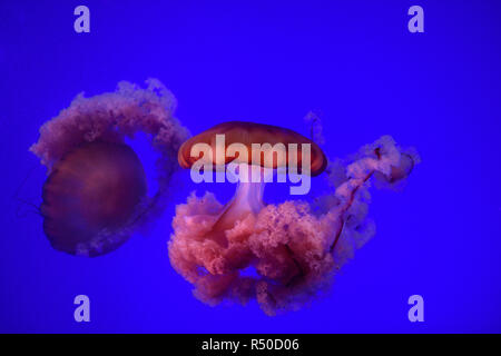 Les orties de mer du Pacifique rouge avec tentacules urticantes sur fond bleu à Ripley's Aquarium Toronto Banque D'Images