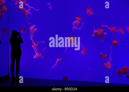 Woman photographing red Pacific Sea Nettles sur fond bleu à Ripley's Aquarium Toronto Banque D'Images