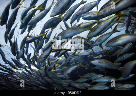 Le tour de l'école de poisson vivaneau à queue jaune de l'Atlantique à partir de ci-dessous à Ripley's Aquarium Toronto Banque D'Images