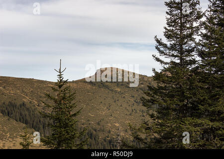 Vue panoramique du sommet de trois collines sur vieille montagne de Serbie à travers les pins Banque D'Images