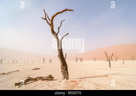 Camel thorn, Acacia erioloba, sur Dead Vlei, jour de vent et de sable en suspension, en Namibie Banque D'Images