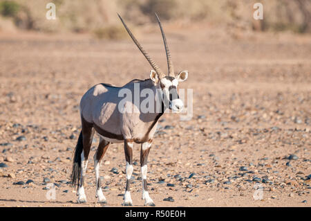 L'oryx, gemsbuck, Oryx gazella, dans le désert du Namib, Sossusvlei, Namibie Banque D'Images