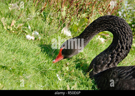 Close up of a un long cou de cygne noir Banque D'Images