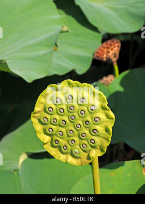 Vert frais distincts de seedhead plante fleur de lotus (Nelumbo nucifera) comme des mamelons ou des yeux ou avec pomme de pod et grandes feuilles séchées Banque D'Images