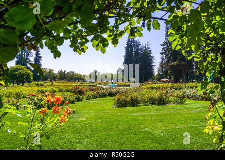 Paysage dans la roseraie municipale, San Jose, San Francisco, Californie Banque D'Images