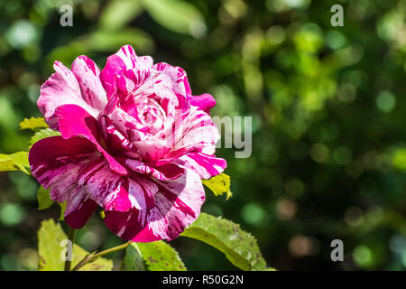 Close up of pink et white rose qui fleurit dans le San Jose Municipal Rose Garden sur une journée ensoleillée, en Californie Banque D'Images