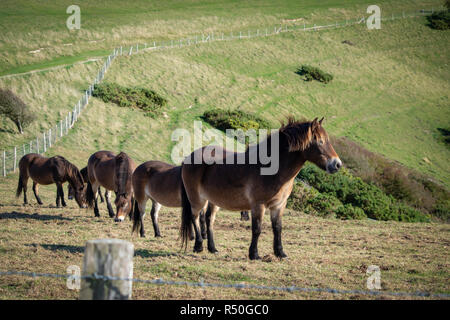 Poneys Exmoor sont une race indigène hardy, idéalement situé pour le pâturage, capables de s'épanouir sur le fourrage de qualité relativement médiocre de craie de prairies. Banque D'Images