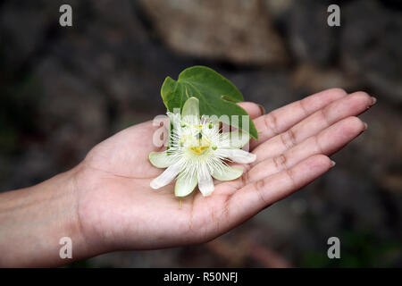 Main tenant le fruit de la passion flower Banque D'Images