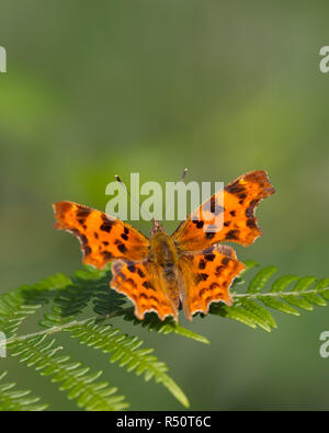 Virgule (Polygonia c-album) Banque D'Images