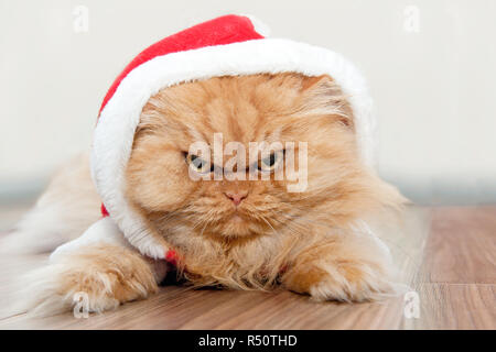 Chat persan orange avec Santa cap looking at camera, à la colère Banque D'Images