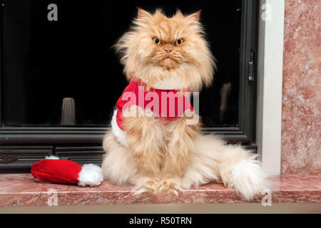 Chat persan orange avec costume père noël assis en face d'une cheminée Banque D'Images
