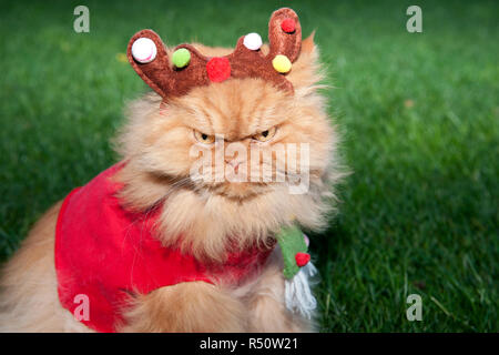 Adorable chat de gingembre moelleux habillé pour Noël, y compris des bois de renne et une écharpe colorée, assis sur l'herbe verte dans la lumière extérieure. Banque D'Images