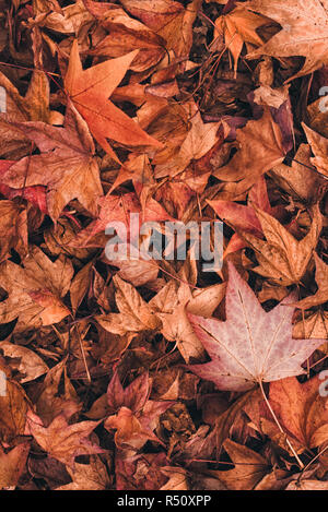 Automne érable japonais multicolore des feuilles sèches sur le sol naturel organique texture pattern Banque D'Images