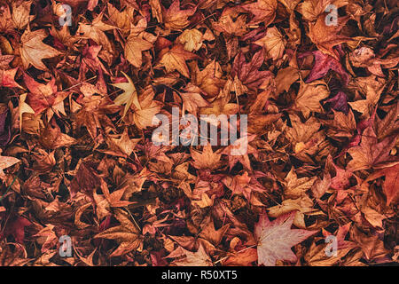 Automne érable japonais multicolore des feuilles sèches sur le sol naturel organique texture pattern Banque D'Images