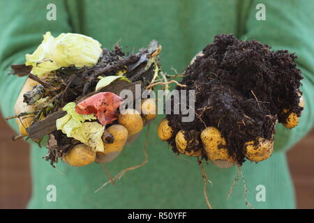 Avant et après le compost. Compost fait avec des déchets de jardin et de cuisine avec des matériaux en carton (l) décomposés en un riche supplément de sol fait maison (R). Banque D'Images