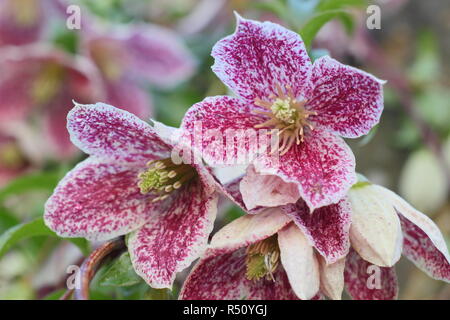 Clematis cirrhosa var. purpurascens 'Freckles'. Clematis Rousseur, une floraison d'hiver grimpeur, la floraison dans un jardin anglais, au Royaume-Uni. Aga Banque D'Images