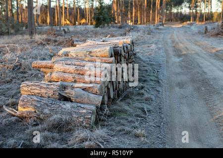 Un tas de bois dans une forêt de conifères couverts de givre. Stockage de bois dans les zones forestières. Saison Hiver. Banque D'Images