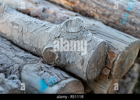 Un tas de bois dans une forêt de conifères couverts de givre. Stockage de bois dans les zones forestières. Saison Hiver. Banque D'Images