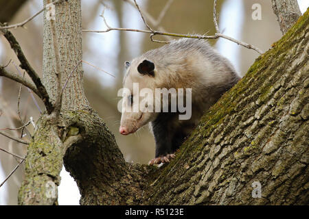 L'opossum d'Amérique du Nord - l'opossum, grimper à l'arbre. Scène sauvage de Wisconsin.environnement naturel dans la zone sauvage Banque D'Images