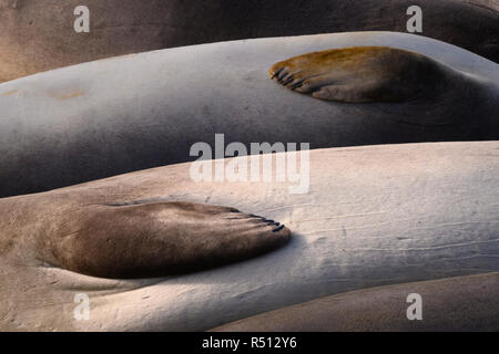 Les éléphants de Piedras Blancas, à côte de la Californie centrale. Banque D'Images