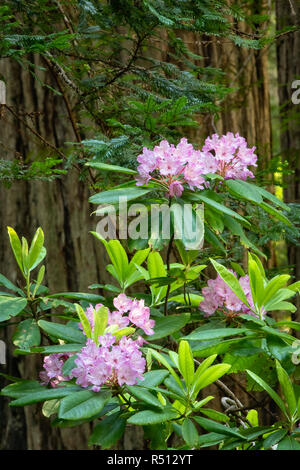 Rhododendron fleurissent dans les tombes de Henry Solon Grove séquoias sur Damnation Creek Trail à Del Norte Redwoods State Park, Calfornia. Banque D'Images