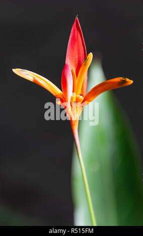 Fleurs tropicales en Thaïlande Banque D'Images