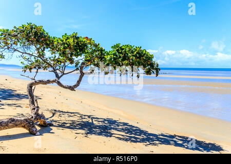 Belle journée sur la plage de Cape Tribulation, Queensland, Australie Banque D'Images