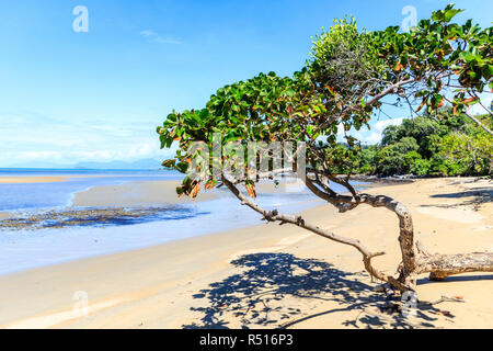 Belle journée sur la plage de Cape Tribulation, Queensland, Australie Banque D'Images