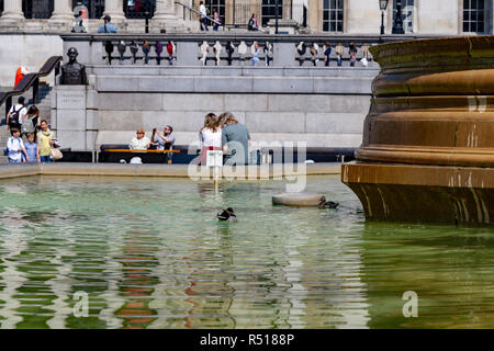 Un canard colvert et Drake à nager dans les fontaines de Trafalgar Square en face de la National Gallery de Londres, Royaume-Uni Banque D'Images